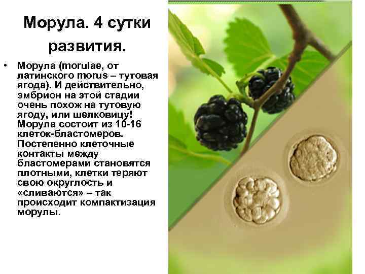 Морула. 4 сутки развития. • Морула (morulae, от латинского morus – тутовая ягода). И