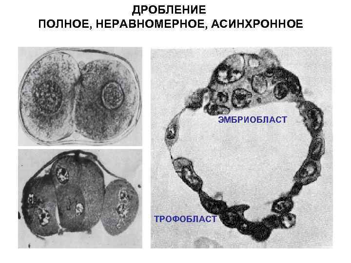 ДРОБЛЕНИЕ ПОЛНОЕ, НЕРАВНОМЕРНОЕ, АСИНХРОННОЕ Изображения из учебника «Гистология» под ред. Ю. И. Афанасьева ЭМБРИОБЛАСТ