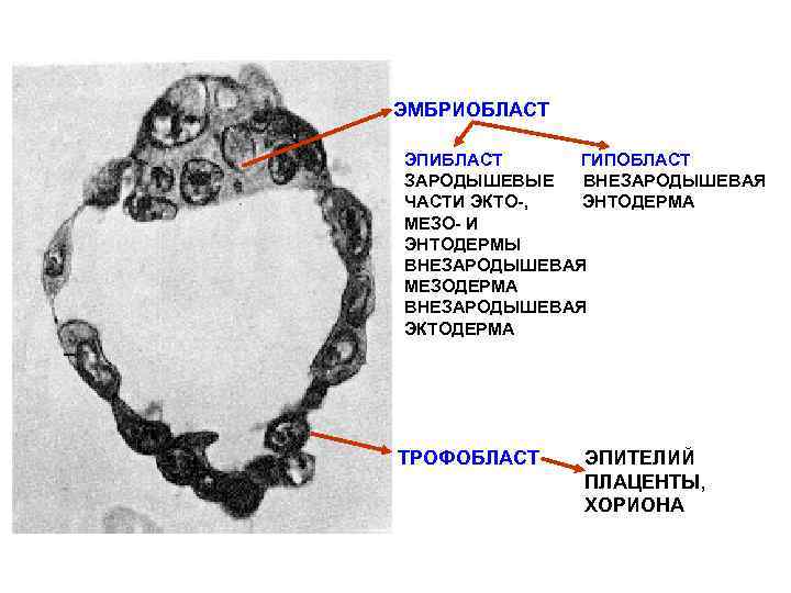 Трофобласт это