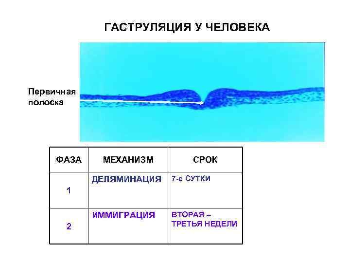 Схема онтогенеза от оплодотворения до окончания гаструляции