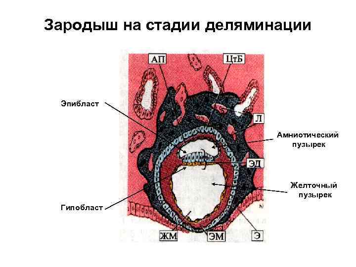 Зародыш на стадии деляминации Эпибласт Амниотический пузырек Желточный пузырек Гипобласт 