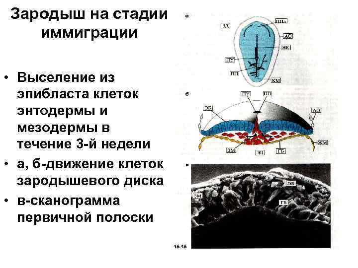 Зародыш на стадии иммиграции • Выселение из эпибласта клеток энтодермы и мезодермы в течение