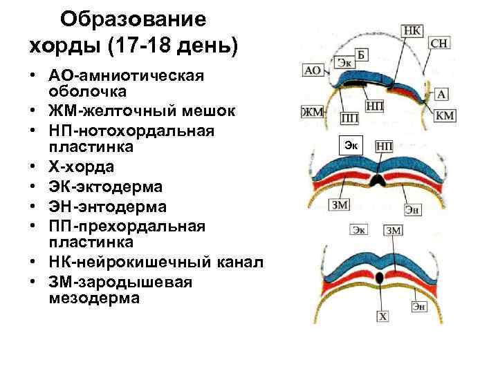 Образование хорды (17 -18 день) • АО-амниотическая оболочка • ЖМ-желточный мешок • НП-нотохордальная пластинка