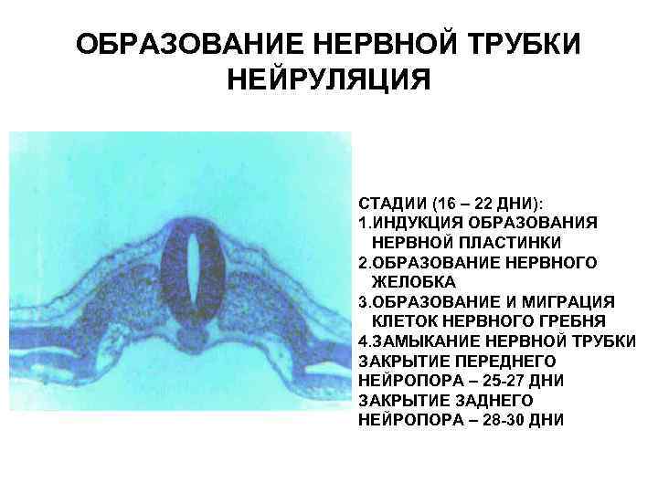 ОБРАЗОВАНИЕ НЕРВНОЙ ТРУБКИ НЕЙРУЛЯЦИЯ СТАДИИ (16 – 22 ДНИ): 1. ИНДУКЦИЯ ОБРАЗОВАНИЯ НЕРВНОЙ ПЛАСТИНКИ