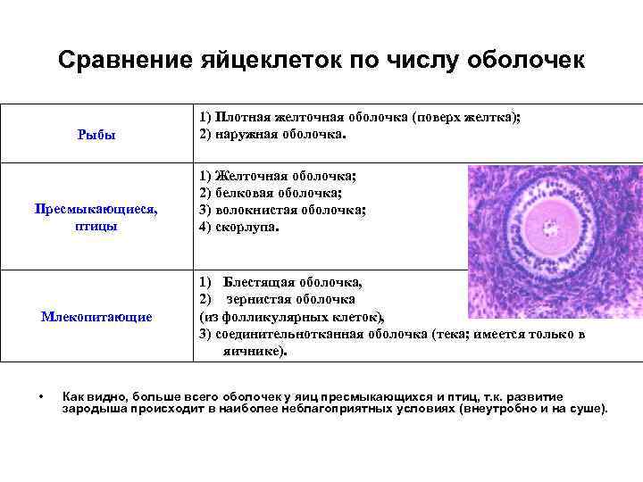 Сравнение яйцеклеток по числу оболочек Рыбы Пресмыкающиеся, птицы Млекопитающие • 1) Плотная желточная оболочка