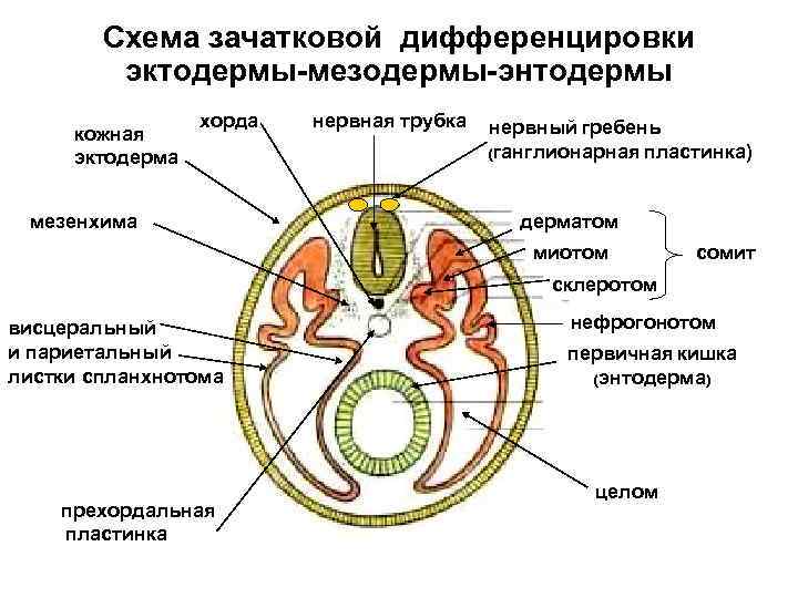 Мезодерма эктодерма энтодерма рисунок