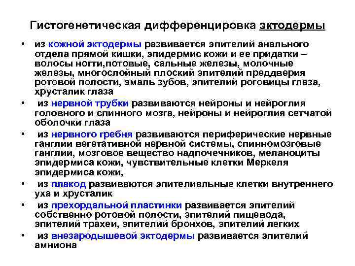 Гистогенетическая дифференцировка эктодермы • из кожной эктодермы развивается эпителий анального отдела прямой кишки, эпидермис