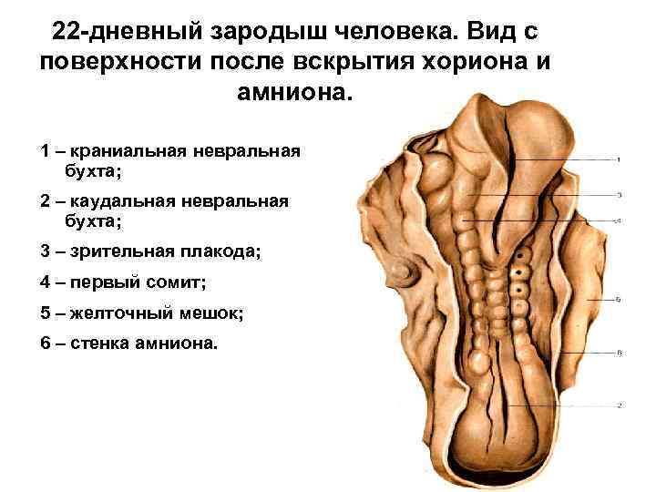 22 -дневный зародыш человека. Вид с поверхности после вскрытия хориона и амниона. 1 –
