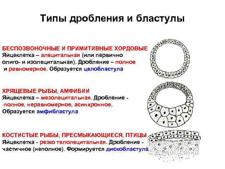 Типы дробления и бластулы БЕСПОЗВОНОЧНЫЕ И ПРИМИТИВНЫЕ ХОРДОВЫЕ Яйцеклетка – алецитальная (или первично олиго-