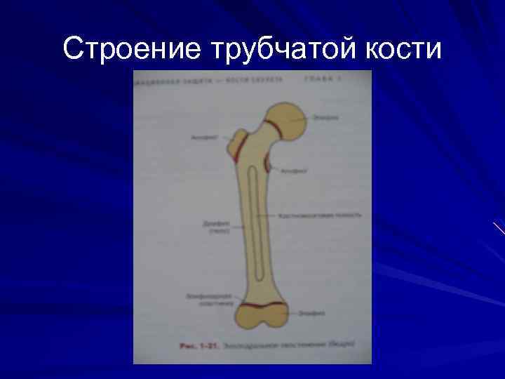 6 трубчатых костей. Рентген длинных трубчатых костей. Строение кости у детей. Строение трубчатой кости. Строение длинной трубчатой кости.