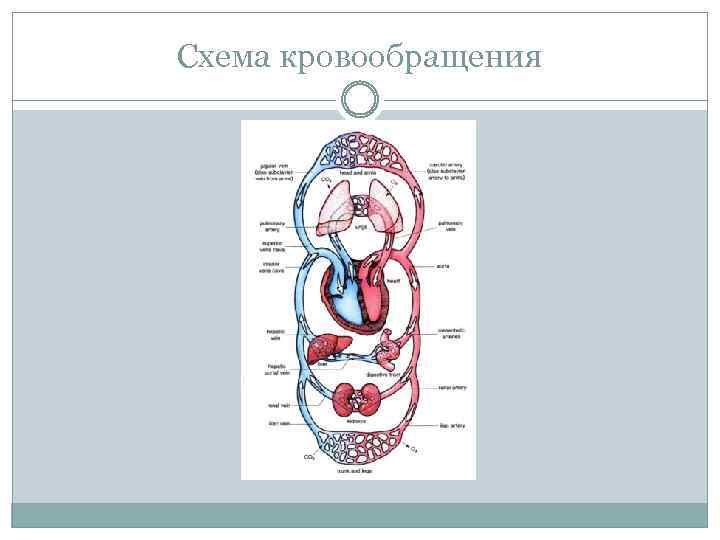 Схема кровообращения 