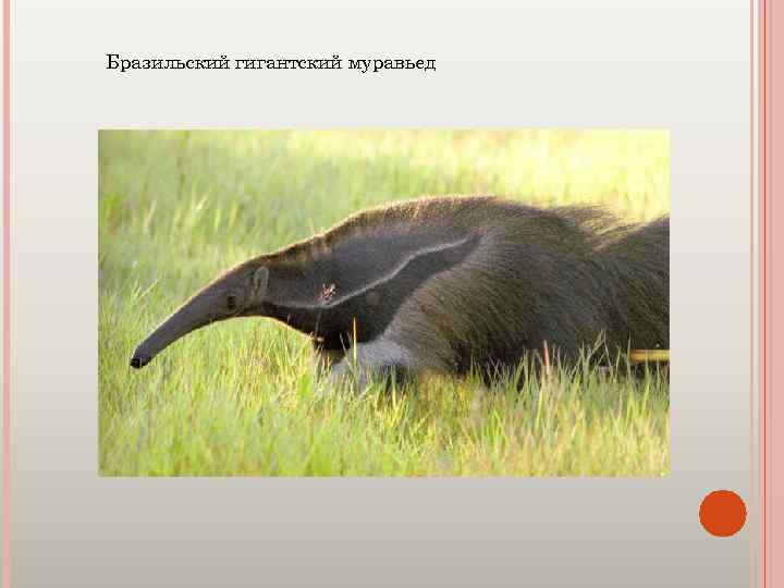 Бразильский гигантский муравьед 
