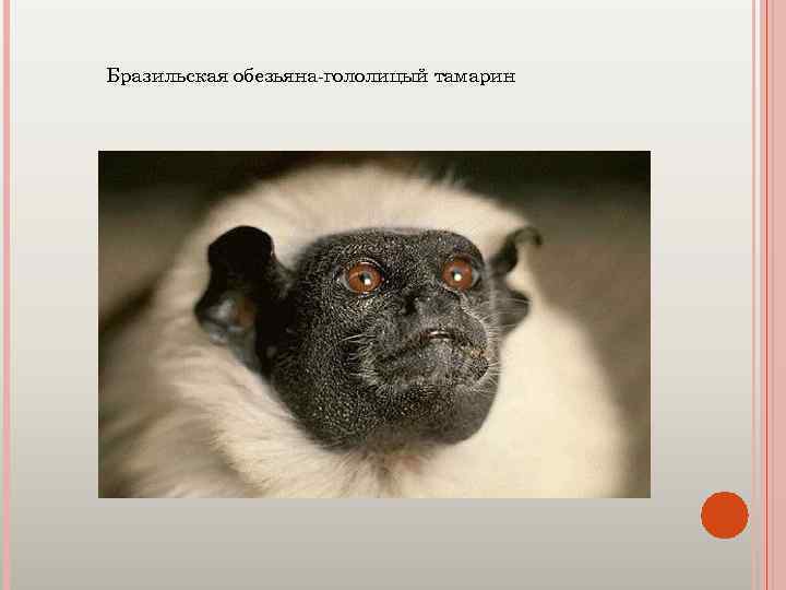 Бразильская обезьяна-гололицый тамарин 
