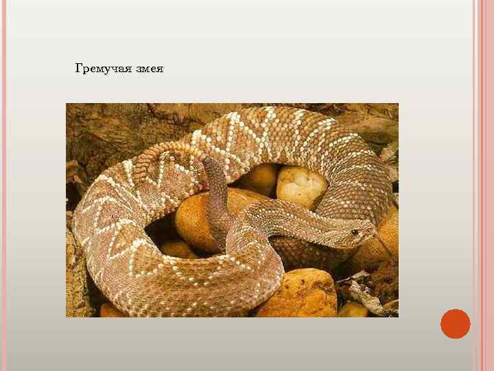 Гремучая змея 