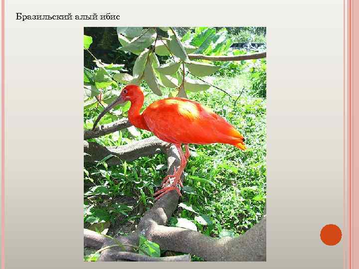 Бразильский алый ибис 