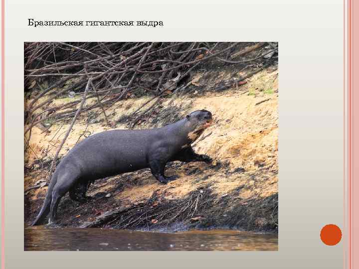 Бразильская гигантская выдра 