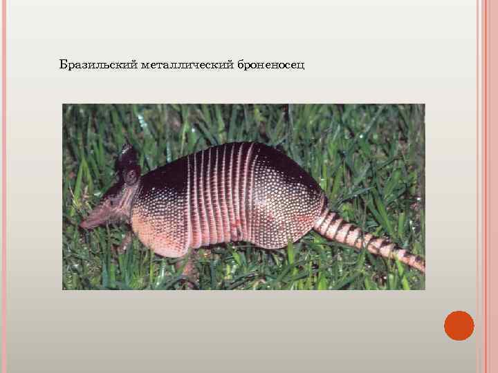 Бразильский металлический броненосец 