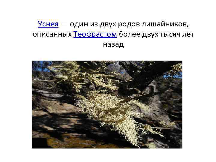 Уснея — один из двух родов лишайников, описанных Теофрастом более двух тысяч лет назад