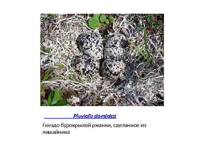 Pluvialis dominica Гнездо бурокрылой ржанки, сделанное из лишайника 