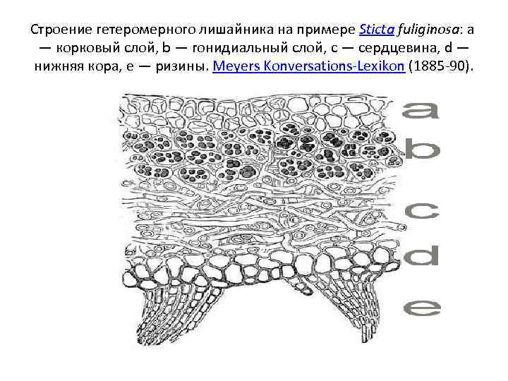 Строение гетеромерного лишайника на примере Sticta fuliginosa: a — корковый слой, b — гонидиальный