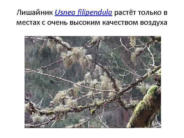 Лишайник Usnea filipendula растёт только в местах с очень высоким качеством воздуха 