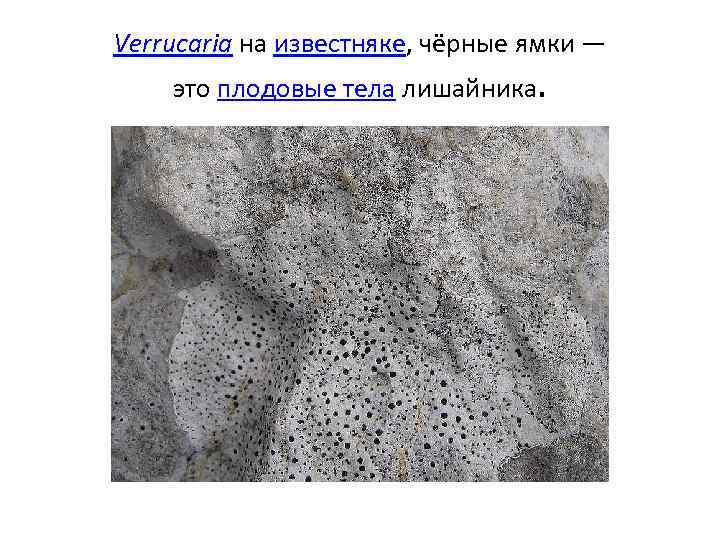 Verrucaria на известняке, чёрные ямки — это плодовые тела лишайника. 