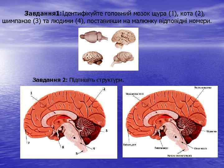 Завдання 1: Ідентифікуйте головний мозок щура (1), кота (2), шимпанзе (3) та людини (4),