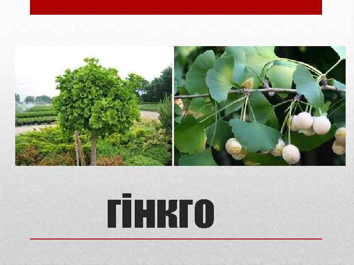 гінкго 