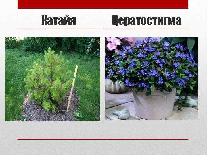 Катайя Цератостигма 