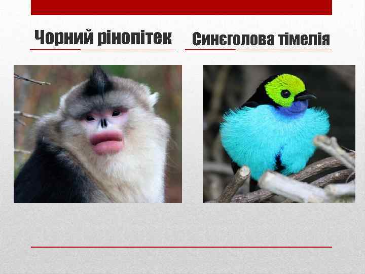 Чорний рінопітек Синєголова тімелія 