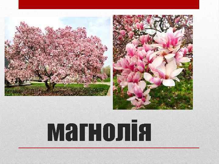 магнолія 