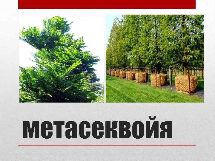 метасеквойя 
