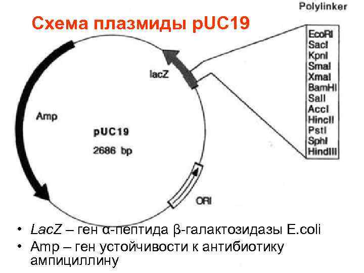 Схема плазмиды p. UC 19 • Lac. Z – ген α-пептида β-галактозидазы E. coli