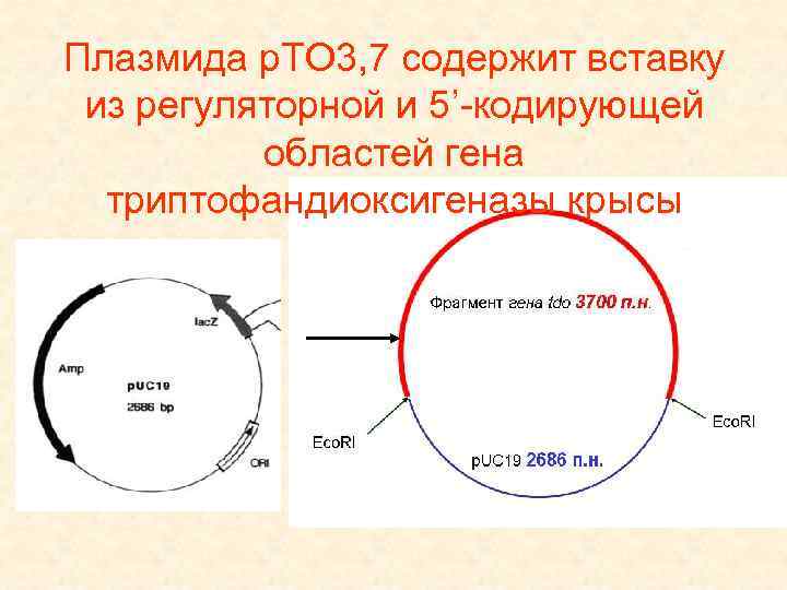 Плазмида p. TO 3, 7 содержит вставку из регуляторной и 5’-кодирующей областей гена триптофандиоксигеназы