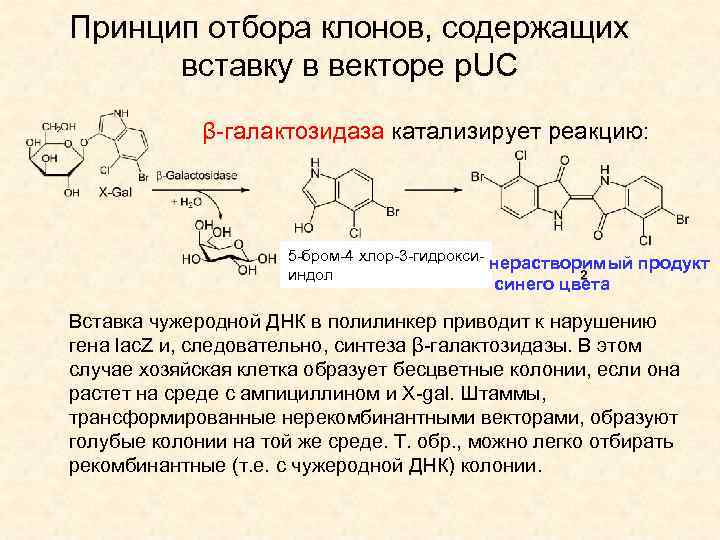 Принцип отбора клонов, содержащих вставку в векторе p. UC β-галактозидаза катализирует реакцию: 5 -бром-4