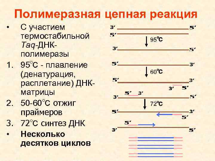 Полимеразная цепная реакция • С участием термостабильной Taq-ДНКполимеразы 1. 95℃ - плавление (денатурация, расплетание)