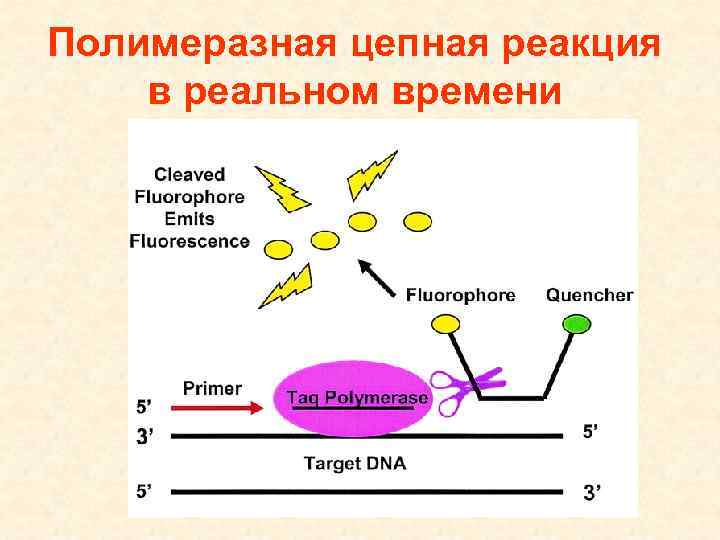 Полимеразная цепная реакция в реальном времени 