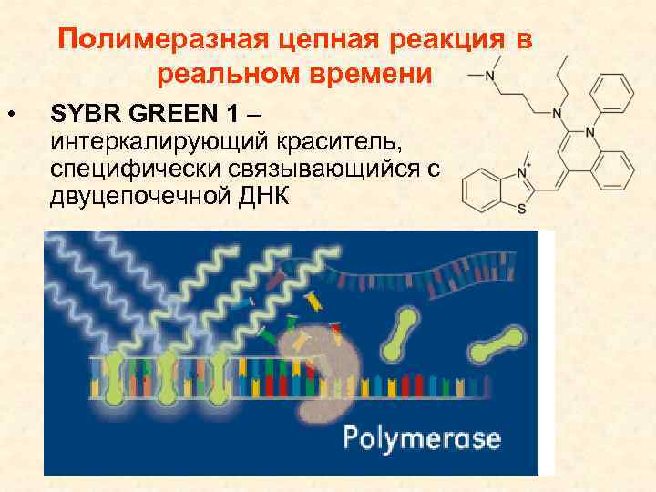 Полимеразная цепная реакция в реальном времени • SYBR GREEN 1 – интеркалирующий краситель, специфически