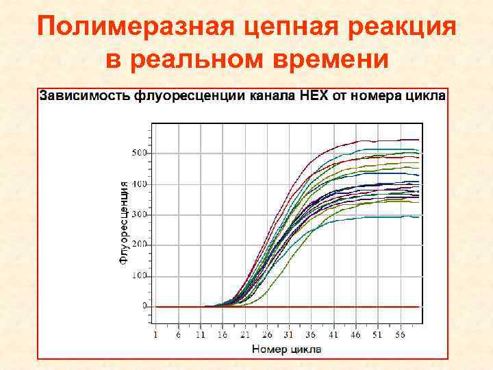 Пцр в реальном времени схема