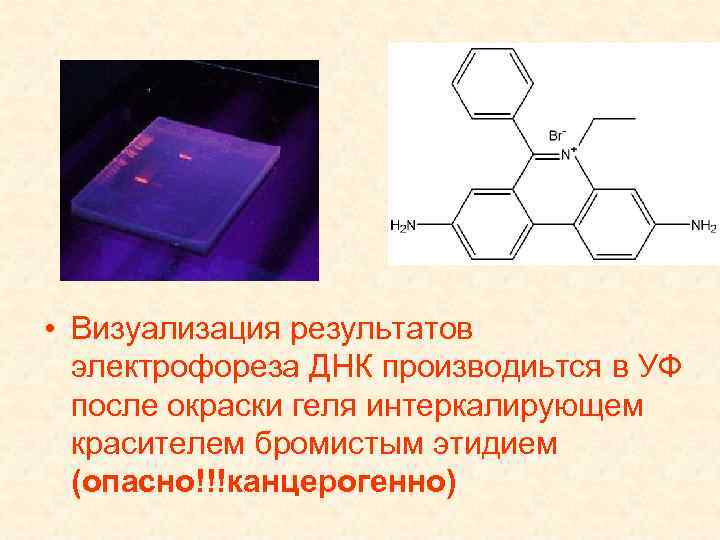  • Визуализация результатов электрофореза ДНК производиьтся в УФ после окраски геля интеркалирующем красителем