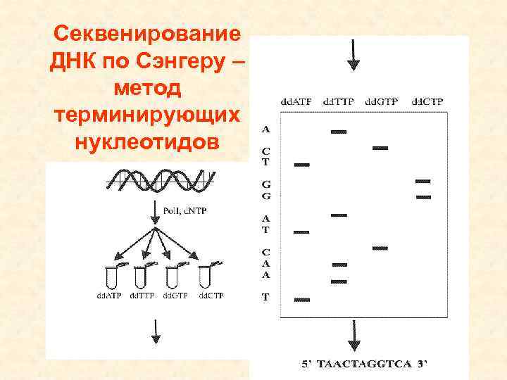 Секвенирование ДНК по Сэнгеру – метод терминирующих нуклеотидов 