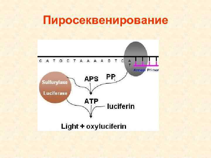 Пиросеквенирование 