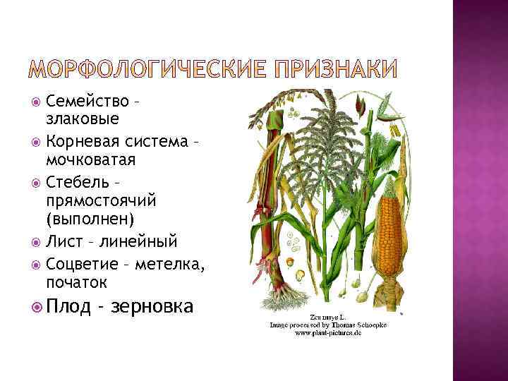У представителей семейства злаковые плод. Морфологическое строение кукурузы. Строение кукурузы схема. Кукуруза строение растения. Морфологические особенности кукурузы.