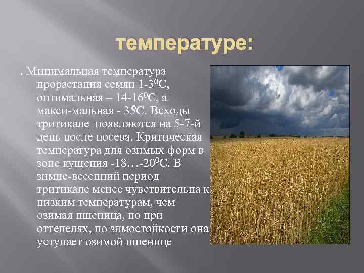 температуре: . Минимальная температура прорастания семян 1 30 С, оптимальная – 14 160 С,