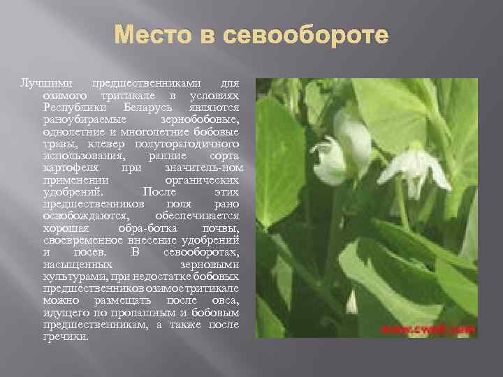 Место в севообороте Лучшими предшественниками для озимого тритикале в условиях Республики Беларусь являются раноубираемые