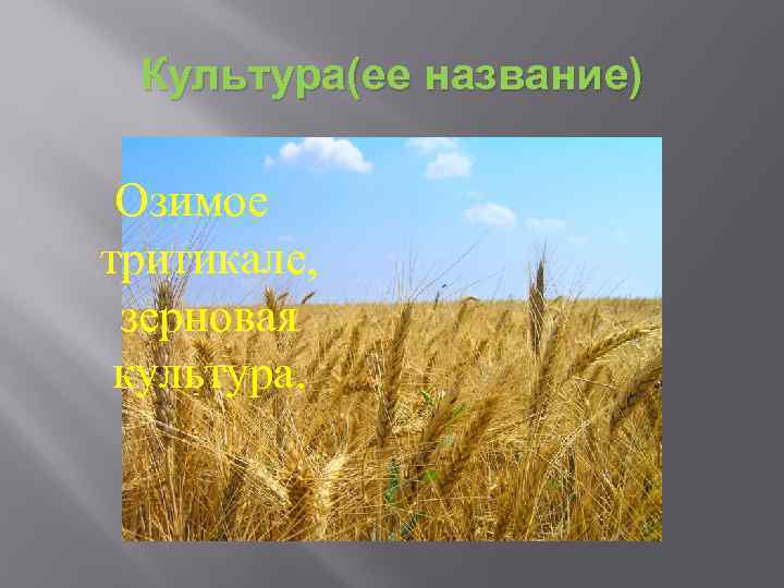 Названия пшениц. Культура тритикале. Тритикале презентация. Озимые культуры названия. Озимые культуры примеры.