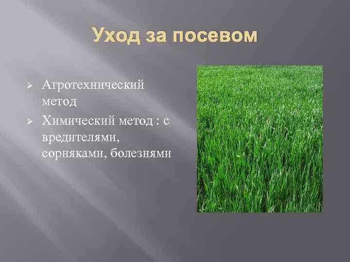 Уход за посевом Ø Ø Агротехнический метод Химический метод : с вредителями, сорняками, болезнями