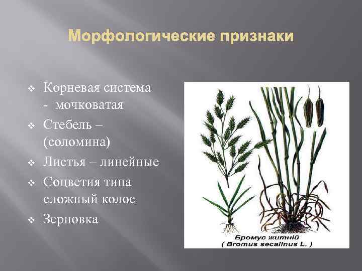 Морфологические признаки v v v Корневая система мочковатая Стебель – (соломина) Листья – линейные