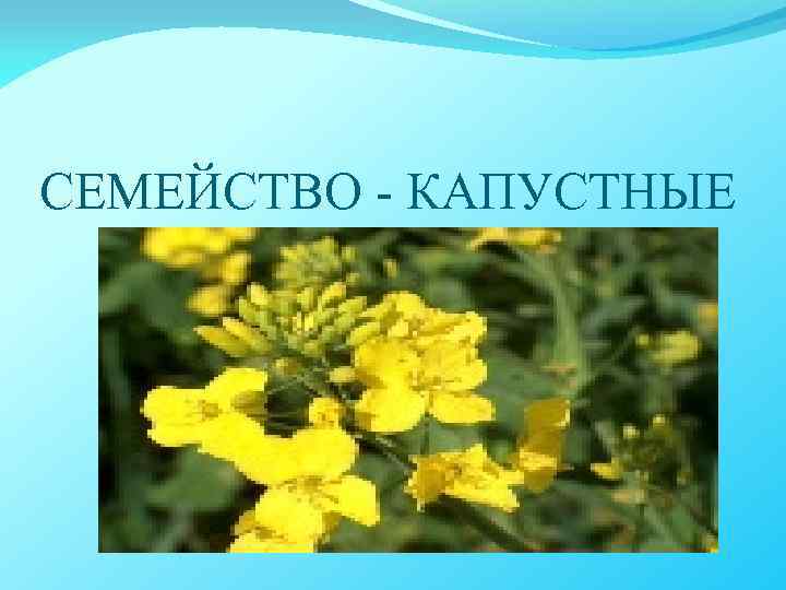 СЕМЕЙСТВО - КАПУСТНЫЕ 