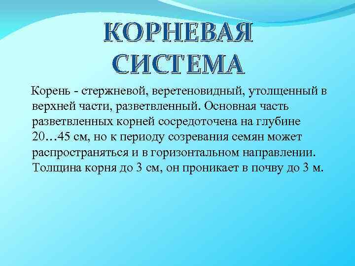 КОРНЕВАЯ СИСТЕМА Корень - стержневой, веретеновидный, утолщенный в верхней части, разветвленный. Основная часть разветвленных